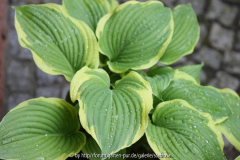 Hosta Lakeside 'Premier'