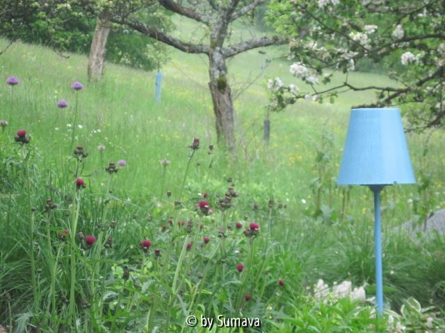 Gartenblick nach Osten; Detail: Cirsium