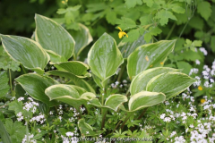 Hosta 'Torchlight'