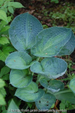 Hosta 'Blue Shadows'
