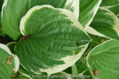 Hosta unbek - Blatt
