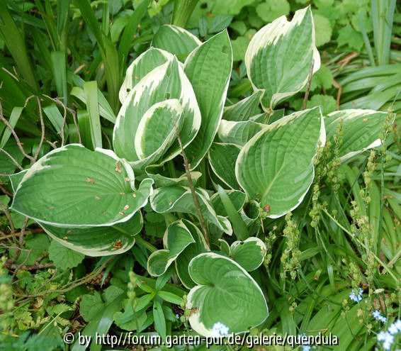 Hosta unbek