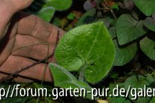 asarum???