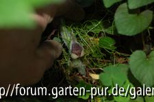 asarum???2