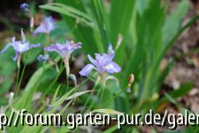 iris grazilipes