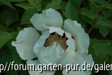 paeonia rockii1