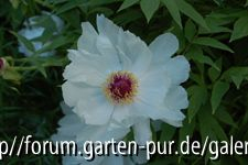 paeonia ?ostii?