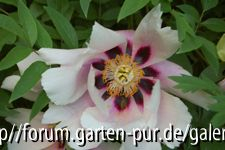 paeonia rockii2
