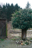 efeubaum vorher