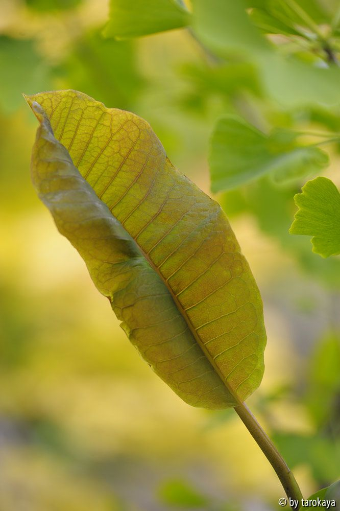 M. rostrata blatt