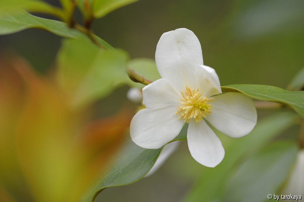 M. dianica laevifolia13