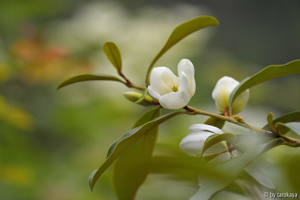 M. dianica laevifolia zweig