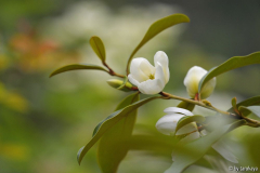 M. dianica laevifolia zweig