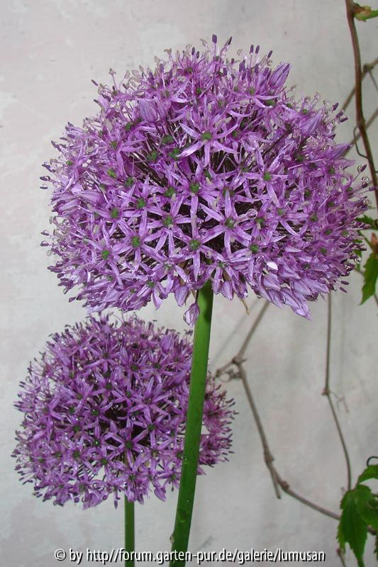 zierlauch2
