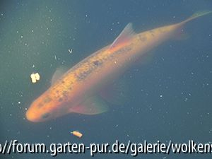 Willi