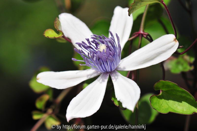 Clematis akoensis