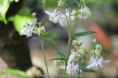 Aquilegia Smlg. Juni 2013