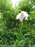 Lilium mackliniae June 2013 Flower 2