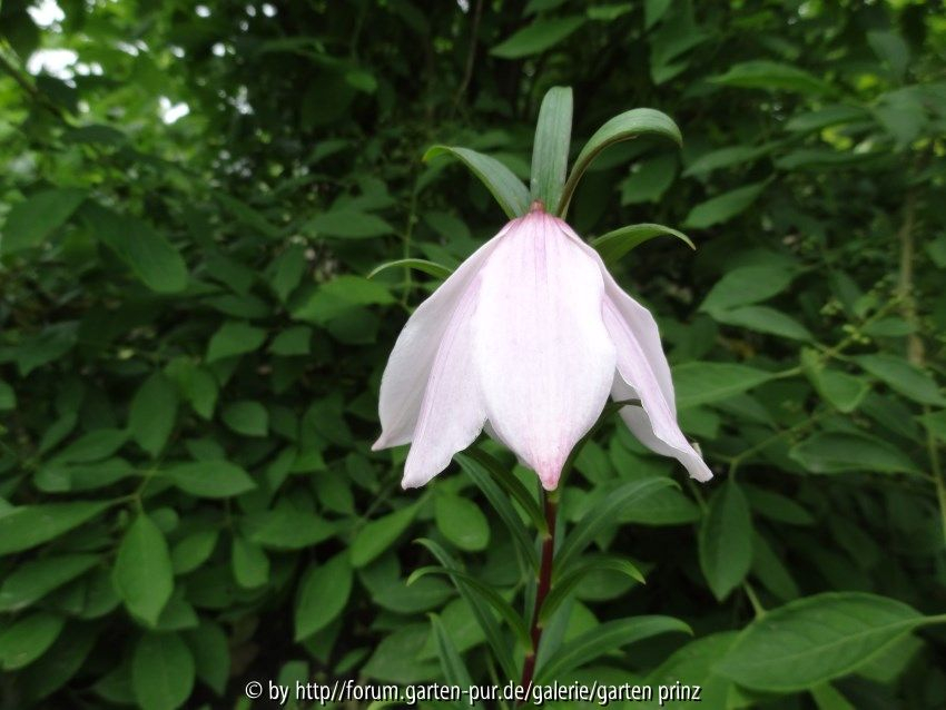 Lilium mackliniae June 2013 Flower 1