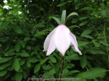 Lilium mackliniae June 2013 Flower 1