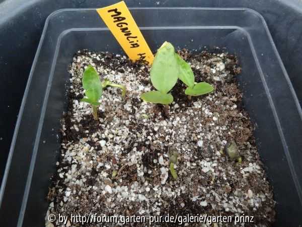 Magnolia hypoleuca Germination June 2013
