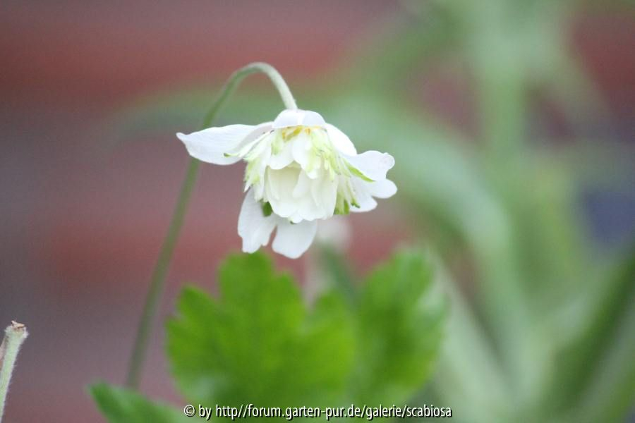 Anemone syl. halbgefüllt