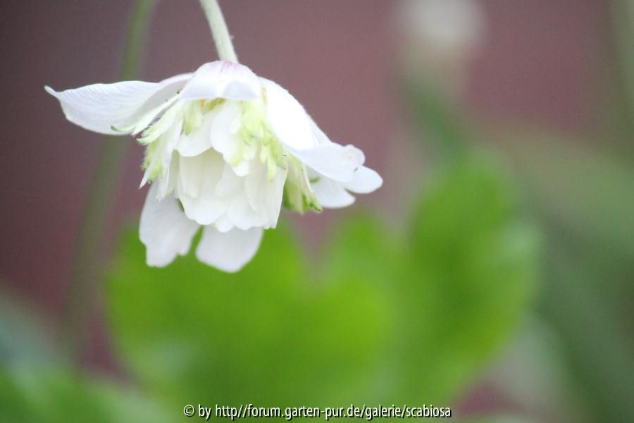 Anemone 01.06.2013