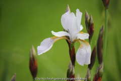 Iris sib. 'Mrs. Rowe'