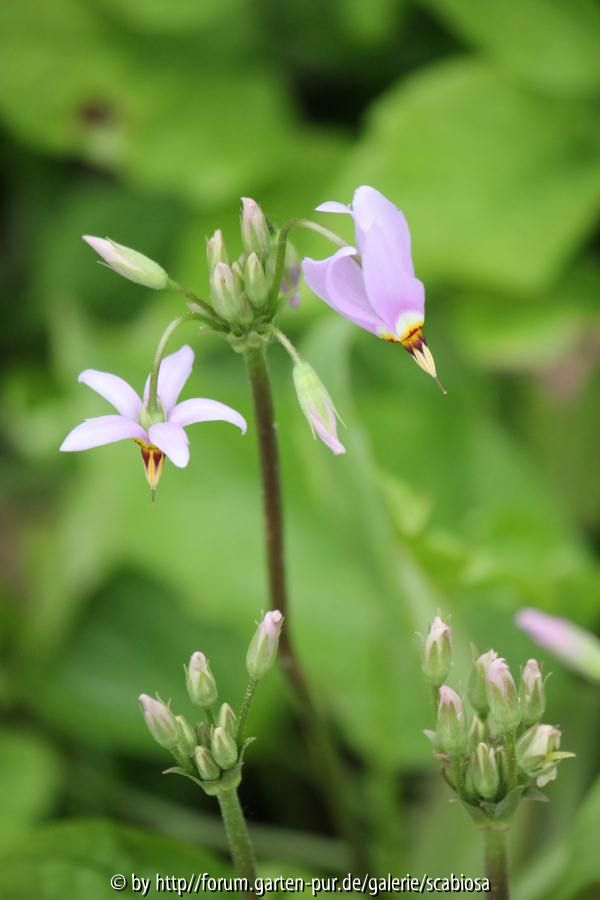 Dodecatheon