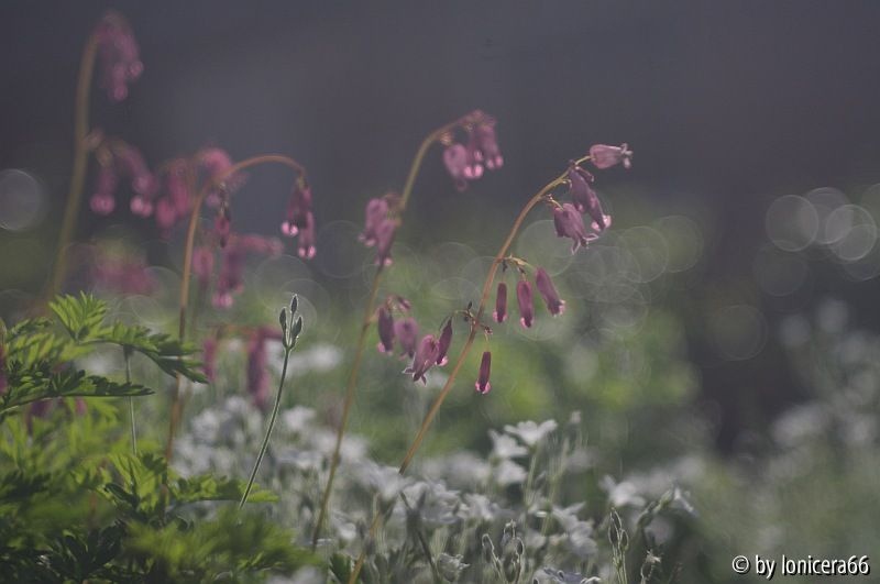 Dicentra