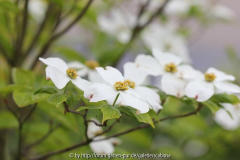 Cornus kousa 'Kreuz Dame'