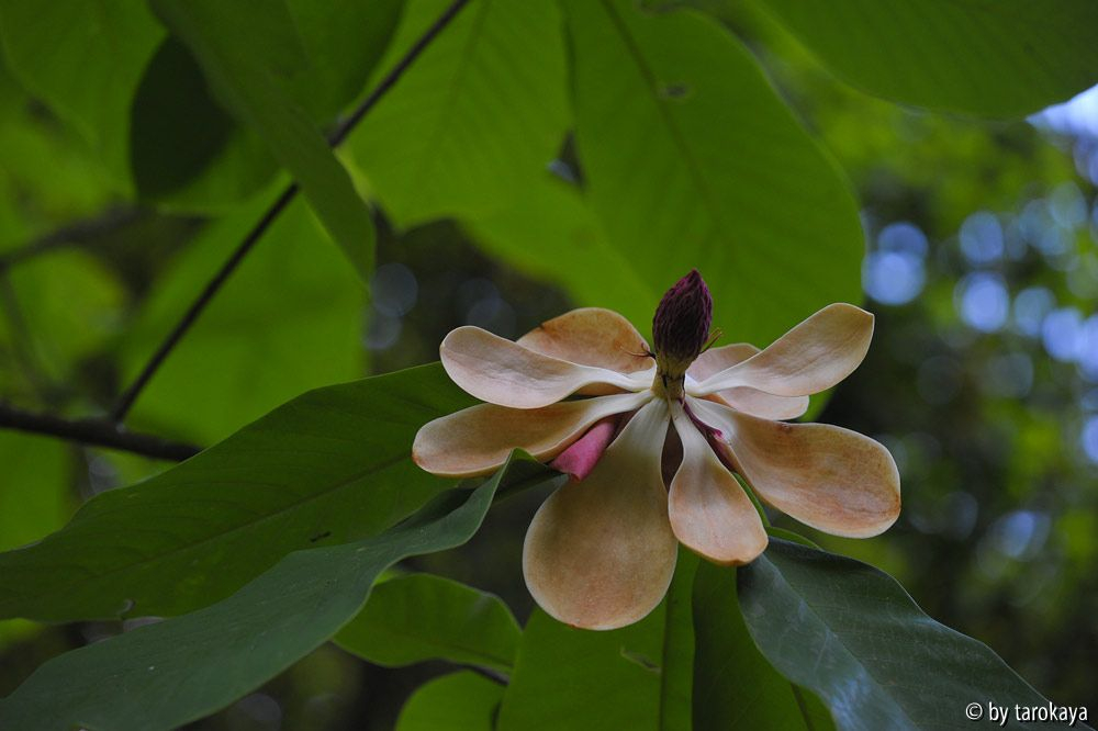 M. obovata