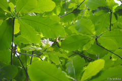 tripetala x wiesneri blätter