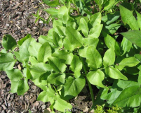 Wasistdas 20130602_01.jpg