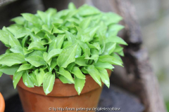 Hosta 'Thumbnail'