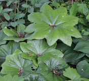 Podophyllum pleianthum