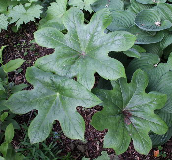 Podophyllum versipelle
