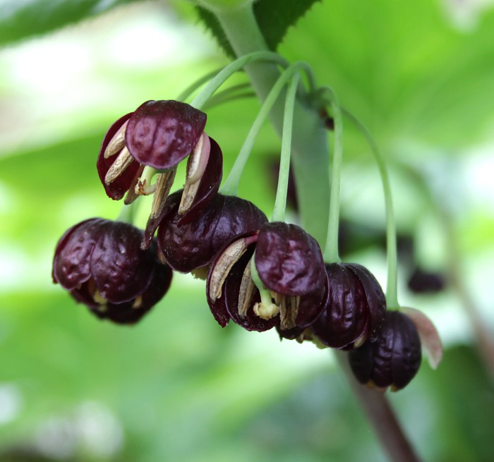 Podophyllum versipelle