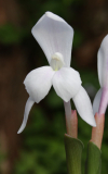 Roscoea humeana 'Snowy Owl'