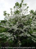Halesia diptera var. magniflora Juni 201