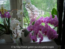 orchid.JPG