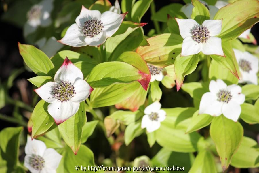 Cornus Canadensis