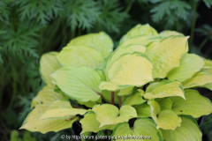 Hosta 'Paradise Island'