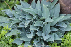 Hosta, klein, blau