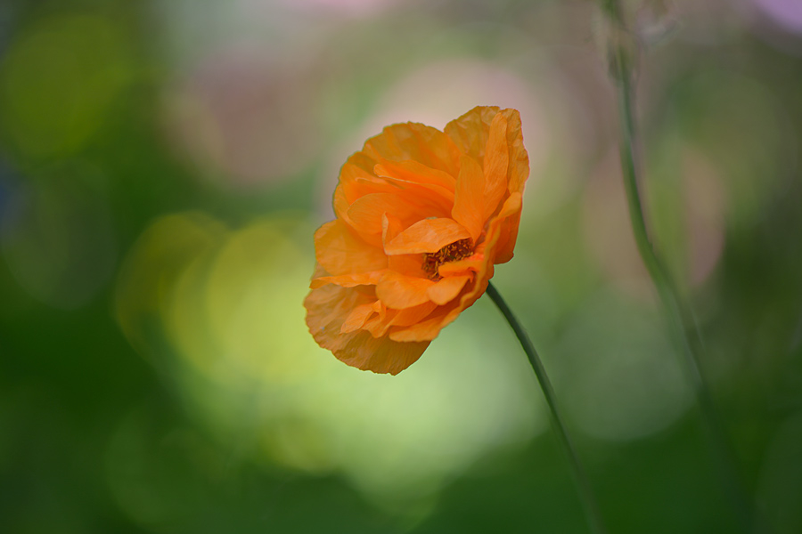 Papaver rupifragum