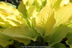 Hosta 'Fire Island', rotstielig