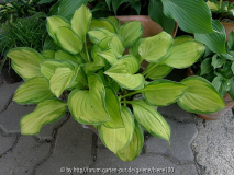 green with envy.jpg