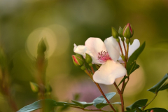Sweet Pretty