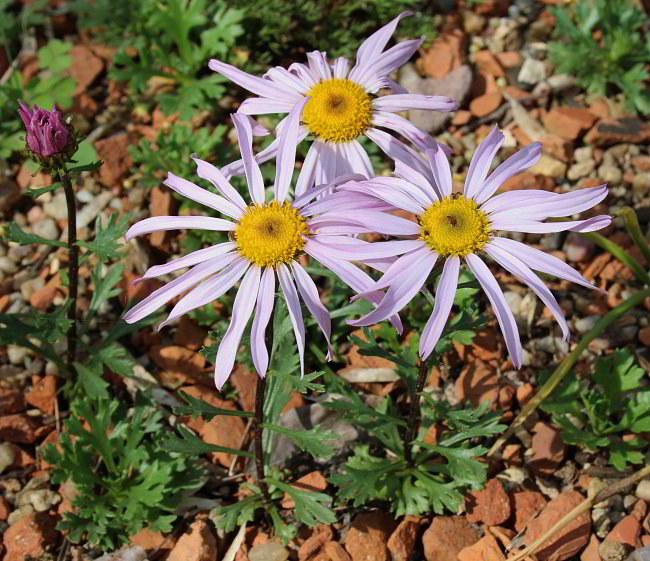 Chrysanthemum weyrichii