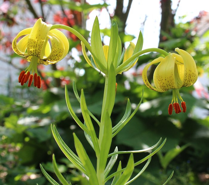 Lilium pyrenaicum